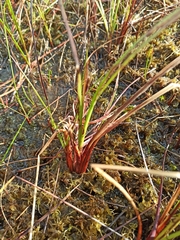 Eriophorum angustifolium