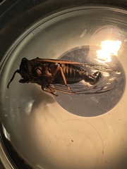Cicadidae