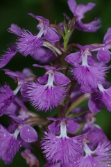 Platanthera grandiflora