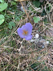 Crocus
