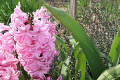 Hyacinthus