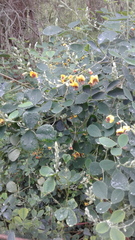 Goodia medicaginea