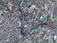 Zamenis longissimus