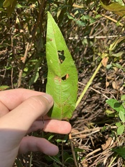 Decodon verticillatus