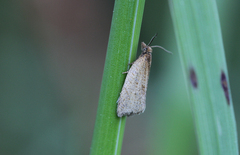 Clepsis senecionana