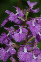 Platanthera grandiflora