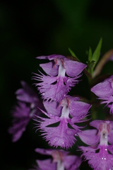 Platanthera grandiflora
