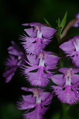 Platanthera grandiflora