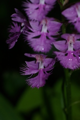Platanthera grandiflora