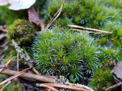 Campylopus introflexus