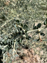 Ceanothus leucodermis