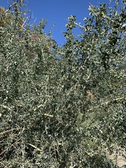 Ceanothus leucodermis