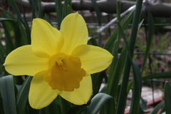 Narcissus
