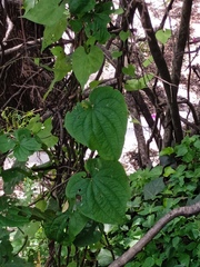 Dioscorea