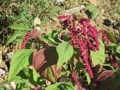 Amaranthus caudatus