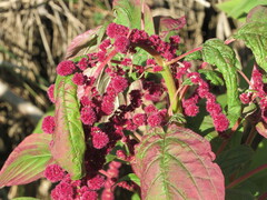 Amaranthus caudatus