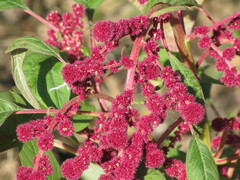 Amaranthus caudatus