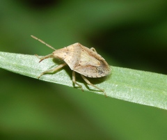 Aeliomorpha
