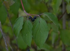 Cornus sanguinea
