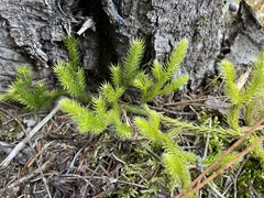 Lycopodiaceae
