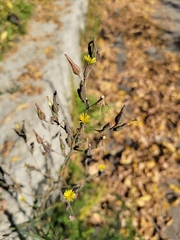 Lactuca serriola