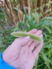 Setaria italica