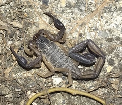 Centruroides margaritatus