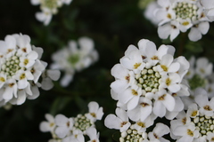 Iberis