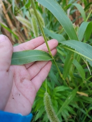 Setaria italica