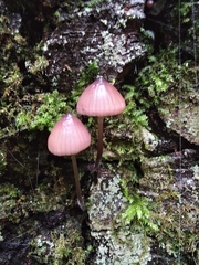Mycena purpureofusca