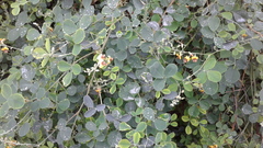Goodia medicaginea