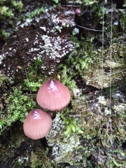 Mycena purpureofusca