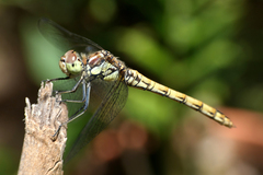 Sympetrum nigrifemur