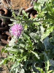 Cirsium arvense