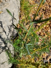 Lactuca serriola