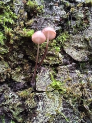 Mycena purpureofusca