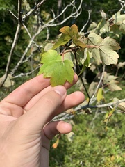 Acer