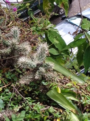 Cylindropuntia
