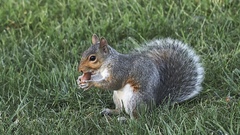 Sciurus carolinensis