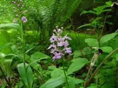 Platanthera grandiflora