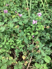 Verbenaceae