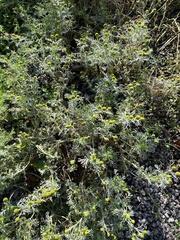 Matricaria discoidea