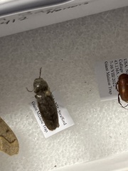 Elateridae