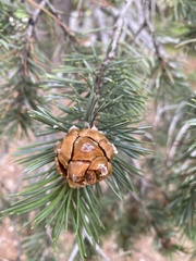 Pinus edulis