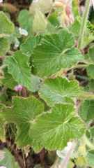 Pelargonium cordifolium