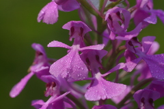 Platanthera peramoena