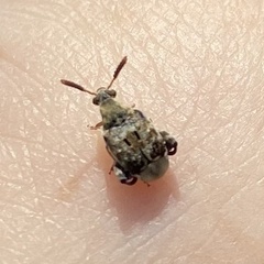 Penthobruchus germaini