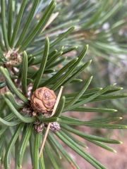 Pinus edulis