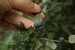 Cocculus diversifolius