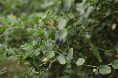 Cocculus diversifolius